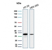 Western blot testing of human HT-29 and HEK293 cell lysate with recombinant MTAP antibody. Expected molecular weight: 26-38 kDa (multiple isoforms).