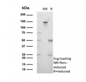 SDS-PAGE analysis of purified, BSA-free PPP3CA antibody (clone BF1.1) as confirmation of integrity and purity.