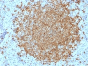 IHC testing of FFPE human spleen with BOB.1 antibody (clone BOB1/2422). HIER: boil tissue sections in pH 9 10mM Tris with 1mM EDTA for 10-20 min followed by cooling at RT for 20 min.