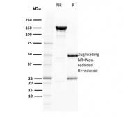 SDS-PAGE analysis of purified, BSA-free BOB.1 antibody (clone BOB1/2422) as confirmation of integrity and purity.