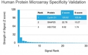 Analysis of HuProt(TM) microarray containing more than 19,000 full-length human proteins using Cyclin D1 antibody (clone CCND1/3548). These results demonstrate the foremost specificity of the CCND1/3548 mAb. Z- and S- score: The Z-score represents the strength of a signal that an antibody (in combination with a fluorescently-tagged anti-IgG secondary Ab) produces when binding to a particular protein on the HuProt(TM) array. Z-scores are described in units of standard deviations (SD's) above the mean value of all signals generated on that array. If the targets on the HuProt(TM) are arranged in descending order of the Z-score, the S-score is the difference (also in units of SD's) between the Z-scores. The S-score therefore represents the relative target specificity of an Ab to its intended target.