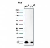 Western blot testing of human HeLa and A549 cell lysate with FSP1 antibody. Predicted molecular weight ~12 kDa.
