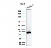 Western blot testing of human HepG2 cell lysate with SDHB antibody. Predicted molecular weight 25-32 kDa.