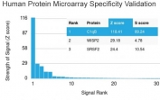 Analysis of HuProt(TM) microarray containing more than 19,000 full-length human proteins using C1QB antibody (clone C1QB/2966). These results demonstrate the foremost specificity of the C1QB/2966 mAb. Z- and S- score: The Z-score represents the strength of a signal that an antibody (in combination with a fluorescently-tagged anti-IgG secondary Ab) produces when binding to a particular protein on the HuProt(TM) array. Z-scores are described in units of standard deviations (SD's) above the mean value of all signals generated on that array. If the targets on the HuProt(TM) are arranged in descending order of the Z-score, the S-score is the difference (also in units of SD's) between the Z-scores. The S-score therefore represents the relative target specificity of an Ab to its intended target.