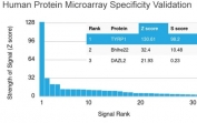 Analysis of HuProt(TM) microarray containing more than 19,000 full-length human proteins using Tyrosinase-Related Protein-1 antibody (clone TYRP1/3281). These results demonstrate the foremost specificity of the TYRP1/3281 mAb. Z- and S- score: The Z-score represents the strength of a signal that an antibody (in combination with a fluorescently-tagged anti-IgG secondary Ab) produces when binding to a particular protein on the HuProt(TM) array. Z-scores are described in units of standard deviations (SD's) above the mean value of all signals generated on that array. If the targets on the HuProt(TM) are arranged in descending order of the Z-score, the S-score is the difference (also in units of SD's) between the Z-scores. The S-score therefore represents the relative target specificity of an Ab to its intended target.