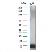 Western blot testing of human Raji cell lysate with Ubiquitin antibody (clone UBB/3143R). Expected molecular weight ~9 kDa.