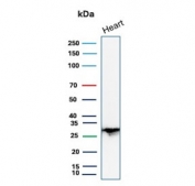Western blot testing of human heart tissue lysate with PDLIM1 antibody. Predicted molecular weight ~36 kDa, observed here at ~28 kDa.