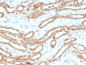 IHC staining of FFPE human kidney with recombinant Aurora B antibody (clone rAURKB/1592). HIER: boil tissue sections in pH 9 10mM Tris with 1mM EDTA for 20 min and allow to cool before testing.