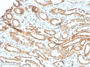 IHC staining of FFPE human kidney with recombinant Aurora B antibody (clone rAURKB/1592). HIER: boil tissue sections in pH 9 10mM Tris with 1mM EDTA for 20 min and allow to cool before testing.