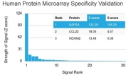 Analysis of HuProt(TM) microarray containing more than 19,000 full-length human proteins using Napsin A antibody (clone NAPSA/3306). These results demonstrate the foremost specificity of the NAPSA/3306 mAb. Z- and S- score: The Z-score represents the strength of a signal that an antibody (in combination with a fluorescently-tagged anti-IgG secondary Ab) produces when binding to a particular protein on the HuProt(TM) array. Z-scores are described in units of standard deviations (SD's) above the mean value of all signals generated on that array. If the targets on the HuProt(TM) are arranged in descending order of the Z-score, the S-score is the difference (also in units of SD's) between the Z-scores. The S-score therefore represents the relative target specificity of an Ab to its intended target.