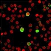 Immunofluorescent staining of human Jurkat cells with CD40L antibody (green, clone CD40LG/2763) and Reddot nuclear stain (red). 