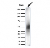 Western blot testing of human spleen lysate with CD63 antibody (clone LAMP3/2881). Predicted molecular weight: 25-60 kDa depending on glycosylation level.