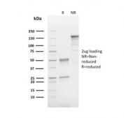 SDS-PAGE analysis of purified, BSA-free CD63 antibody (clone LAMP3/2790) as confirmation of integrity and purity.