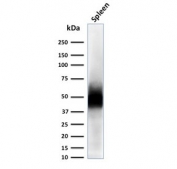 Western blot testing of human spleen lysate with CD63 antibody (clone LAMP3/2788). Predicted molecular weight: 25-60 kDa depending on glycosylation level.
