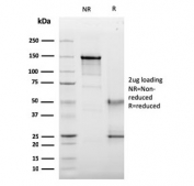 SDS-PAGE analysis of purified, BSA-free CD63 antibody (clone LAMP3/2789) as confirmation of integrity and purity.