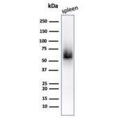 Western blot testing of human spleen lysate with CD63 antibody (clone LAMP3/2789). Predicted molecular weight: 25-60 kDa depending on glycosylation level.