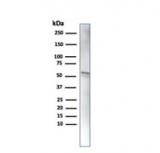 Western blot testing of HA-tagged recombinant protein with HA Tag antibody (clone 16.43).