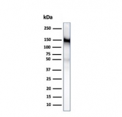 Western blot testing of human ThP1 cell lysate with CD31 antibody (clone PECAM1/3529). Expected molecular weight: 83-130 kDa depending on level of glycosylation.