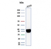 Western blot testing of human A549 cell lysate with recombinant Annexin A1 antibody. Predicted molecular weight ~38 kDa.