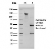 SDS-PAGE analysis of purified, BSA-free Pan Cytokeratin antibody (clone PCK/3150) as confirmation of integrity and purity.