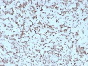 IHC staining of FFPE human liver with recombinant Cytochrome C antibody (clone rCYCS/1010). HIER: boil tissue sections in pH 9 10mM Tris with 1mM EDTA for 20 min and allow to cool before testing.