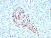 IHC staining of FFPE human pancreas with recombinant Chromogranin A antibody (clone CHGA/4544R). HIER: boil tissue sections in pH 9 10mM Tris with 1mM EDTA for 20 min and allow to cool before testing.