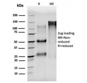 SDS-PAGE analysis of purified, BSA-free Alpha Tubulin antibody (clone TUBA/3038) as confirmation of integrity and purity.