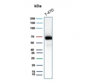 Western blot testing of human T-47D cell lysate with Estrogen Receptor alpha antibody (clone ESR1/3564). Predicted molecular weight ~67 kDa.