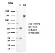 SDS-PAGE analysis of purified, BSA-free OX40 antibody (clone OX40/3428) as confirmation of integrity and purity.