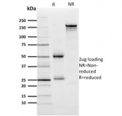 SDS-PAGE analysis of purified, BSA-free ZNF846 antibody as confirmation of integrity and purity.
