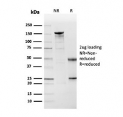 SDS-PAGE analysis of purified, BSA-free Cystatin A antibody (clone CSTA/3553) as confirmation of integrity and purity.