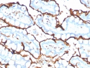 IHC staining of FFPE human small intestine with ACE antibody. HIER: boil tissue sections in pH 9 10mM Tris with 1mM EDTA for 20 min and allow to cool before testing.