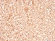 IHC staining of FFPE human liver with F7 antibody. HIER: boil tissue sections in pH 9 10mM Tris with 1mM EDTA for 20 min and allow to cool before testing.