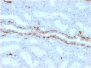 IHC staining of FFPE human kidney with FABP1 antibody. HIER: boil tissue sections in pH 9 10mM Tris with 1mM EDTA for 20 min and allow to cool before testing.