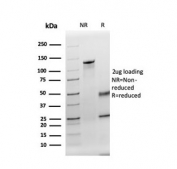 SDS-PAGE analysis of purified, BSA-free TPO antibody as confirmation of integrity and purity.