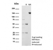 SDS-PAGE analysis of purified, BSA-free OX40 antibody (clone OX40/3427) as confirmation of integrity and purity.