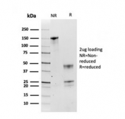 SDS-PAGE analysis of purified, BSA-free HSP90AB1 antibody as confirmation of integrity and purity.