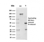 SDS-PAGE analysis of purified, BSA-free SOD1 antibody as confirmation of integrity and purity.
