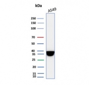 Western blot testing of human A549 cell lysate with recombinant Annexin A1 antibody. Predicted molecular weight ~38 kDa.