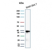 Western blot testing of mouse RAW264.7 cell lysate with recombinant Cyclin D1 antibody. Predicted molecular weight: 32-36 kDa.