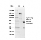 SDS-PAGE analysis of purified, BSA-free Myelin Basic Protein antibody (clone MBP/4273) as confirmation of integrity and purity.