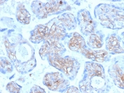 IHC staining of FFPE human placenta with Periostin antibody (clone POSTN/3501). HIER: boil tissue sections in pH 9 10mM Tris with 1mM EDTA for 20 min and allow to cool before testing.