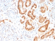 IHC staining of FFPE human kidney with RBP4 antibody. HIER: boil tissue sections in pH 9 10mM Tris with 1mM EDTA for 20 min and allow to cool before testing.