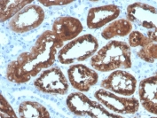 IHC staining of FFPE human kidney with RBP4 antibody. HIER: boil tissue sections in pH 9 10mM Tris with 1mM EDTA for 20 min and allow to cool before testing.
