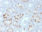 IHC staining of FFPE human kidney with RBP4 antibody. HIER: boil tissue sections in pH 9 10mM Tris with 1mM EDTA for 20 min and allow to cool before testing.