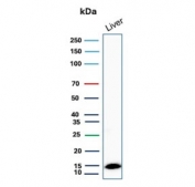 Western blot testing of human liver lysate with Transthyretin antibody. Predicted molecular weight ~16 kDa.
