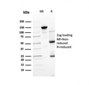 SDS-PAGE analysis of purified, BSA-free Transthyretin antibody as confirmation of integrity and purity.