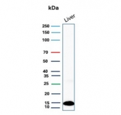 Western blot testing of human liver lysate with Transthyretin antibody. Predicted molecular weight ~16 kDa.