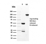 SDS-PAGE analysis of purified, BSA-free Transthyretin antibody as confirmation of integrity and purity.