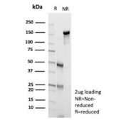 SDS-PAGE analysis of purified, BSA-free B7-H6 antibody (clone B7H6/4821) as confirmation of integrity and purity.